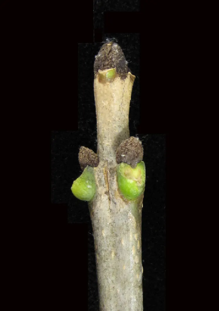 White Ash (Fraxinus Americana) — both above and below ground for root expansion