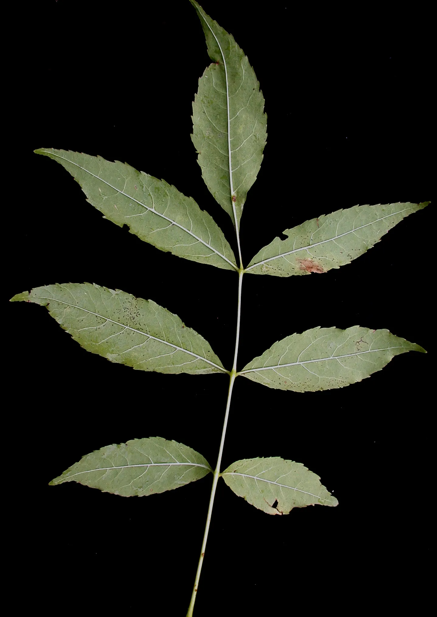 White Ash (Fraxinus Americana) — it shows moderate drought tolerance.<br><br>When designing landscapes