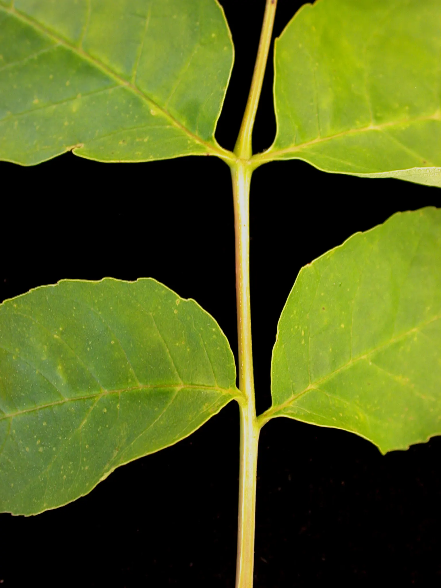 White Ash (Fraxinus Americana) — and street-side plantings; each leaflet typically measures 3 to 4 inches long