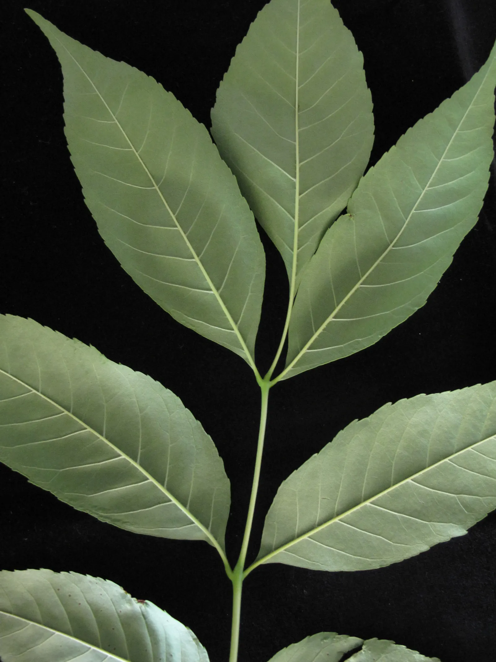 White Ash (Fraxinus Americana) — which stretch 8 to 12 inches in length and consist of 5 to 9 leaflets