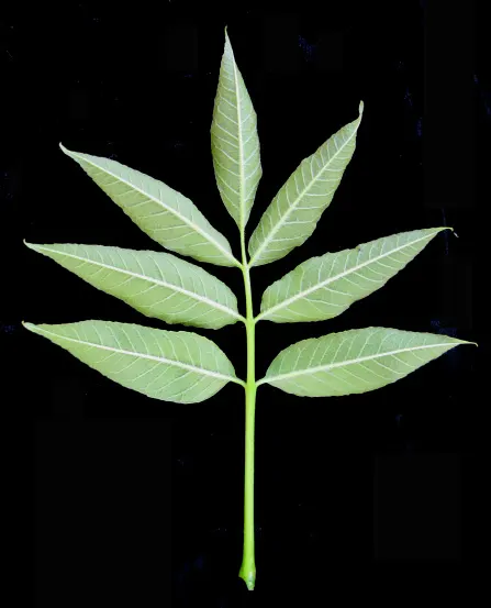White Ash (Fraxinus Americana) — Mature specimens can reach towering heights of 60 to 80 feet with a canopy spread of 40 to 50 feet