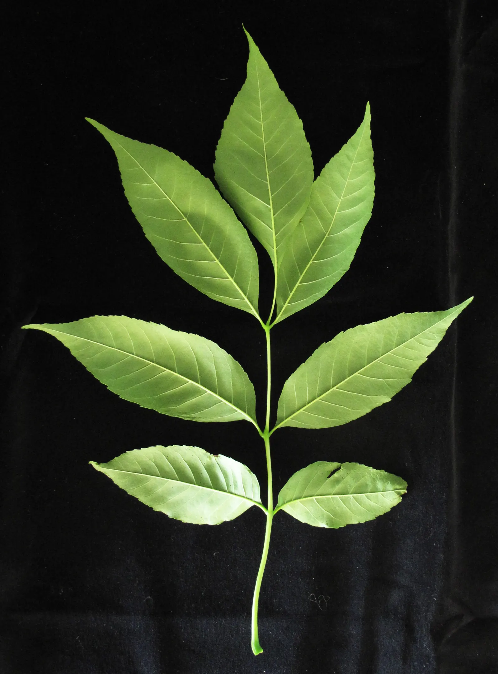White Ash (Fraxinus Americana) — growing up to 70-80 feet tall with a spread of 40-50 feet; white Ash is also valued for its strong wood, popular in