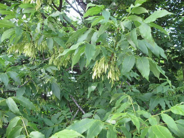 White Ash (Fraxinus Americana) — tree for full