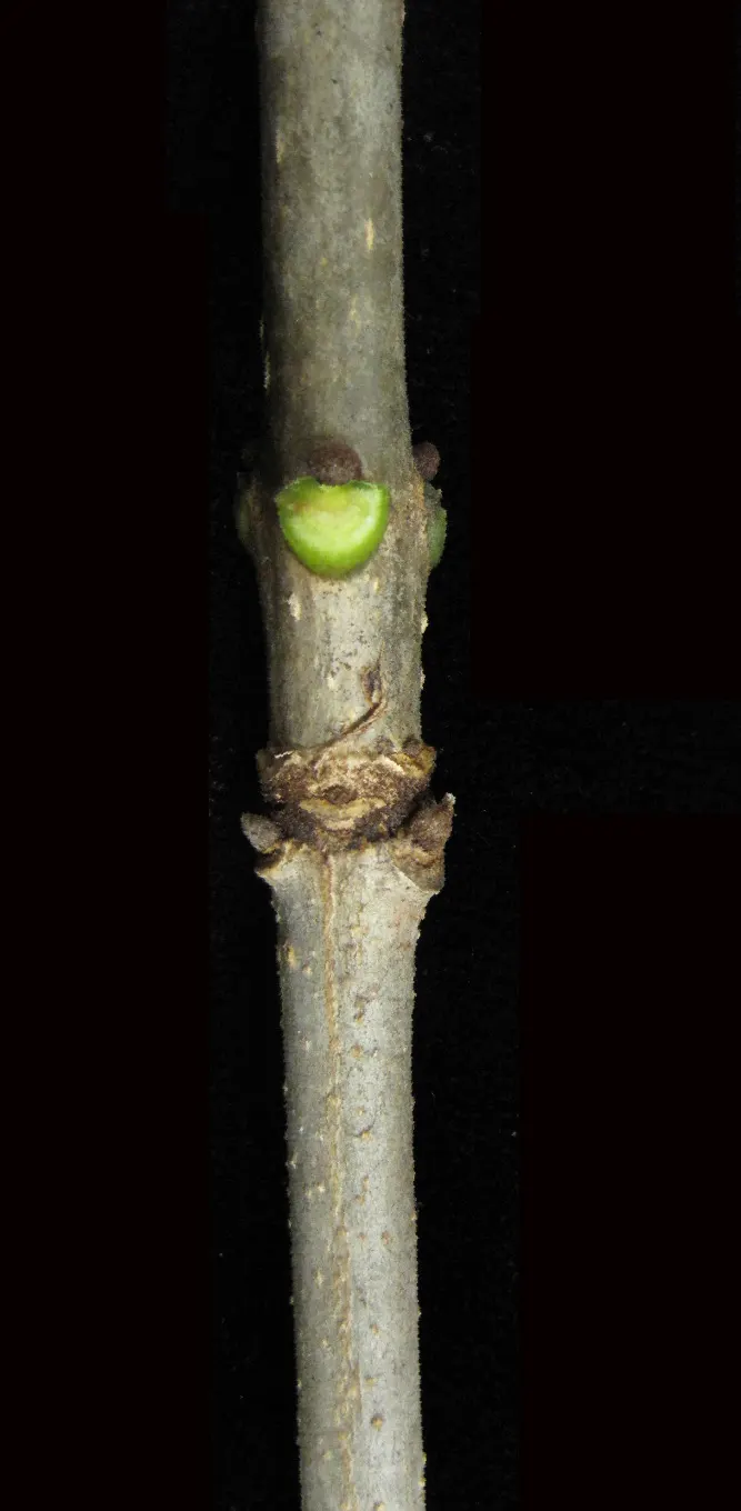 White Ash (Fraxinus Americana) — offering seasonal interest and robust structure; it shows moderate drought tolerance.<br><br>When designing landscapes