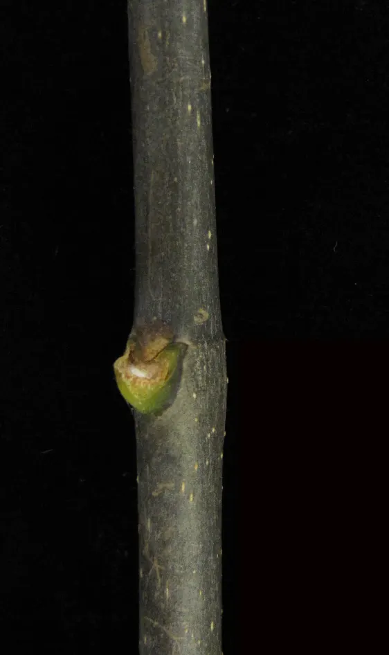 White Ash (Fraxinus Americana) — scientifically referred to as Fraxinus americana; each leaflet typically measures 3 to 4 inches long