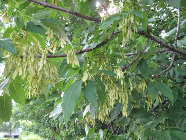 White Ash (Fraxinus Americana) — In the fall, the foliage turns a striking deep purple to burgundy, before shedding its leaves