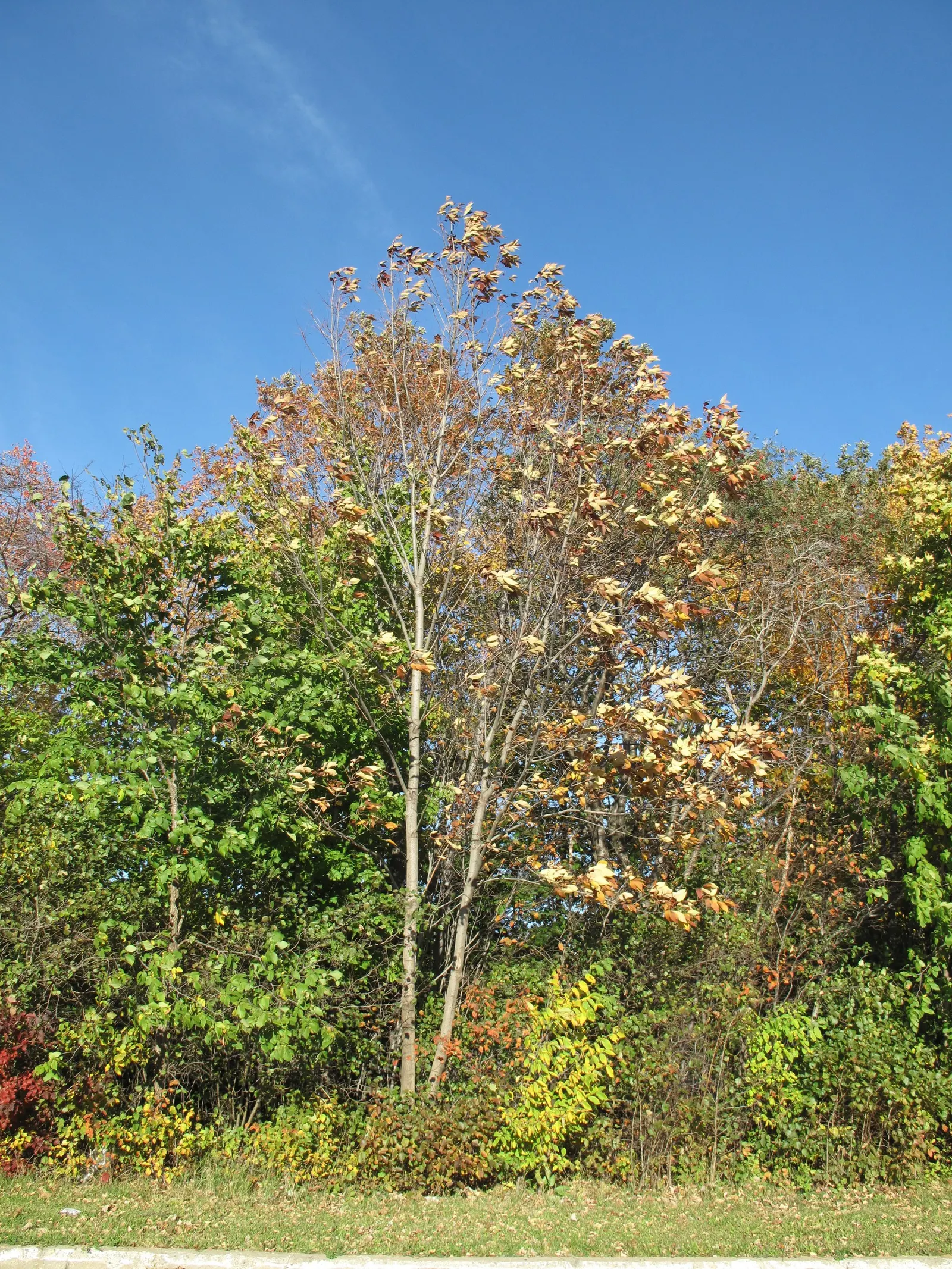 White Ash (Fraxinus Americana) — In the fall, the foliage turns a striking deep purple to burgundy, before shedding its leaves; necessitating informed