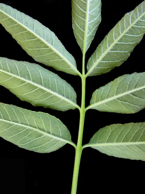 White Ash (Fraxinus Americana) — Caution: vulnerable to the emerald ash borer