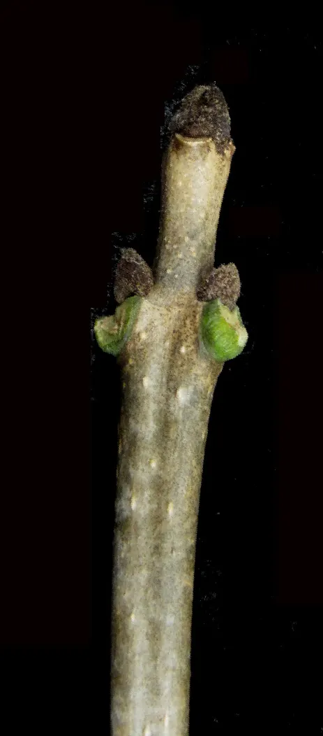 White Ash (Fraxinus Americana) — It features compound leaves, with notable fall colors ranging from purple to yellow