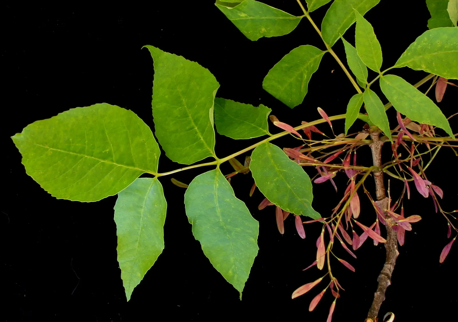 White Ash (Fraxinus Americana) — The White Ash is a splendid choice for larger gardens; white Ash is also valued for its strong wood, popular in