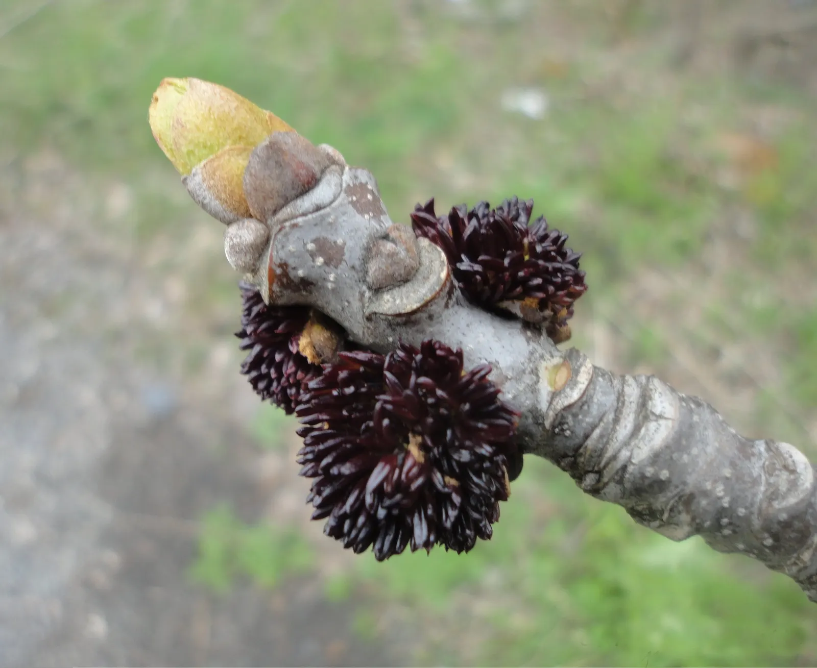 White Ash (Fraxinus Americana) — growing up to 70-80 feet tall with a spread of 40-50 feet