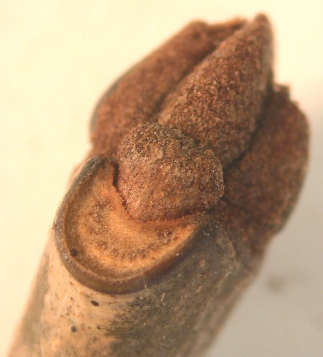 White Ash (Fraxinus Americana) — The tree's diameter generally spans 2 to 3 feet