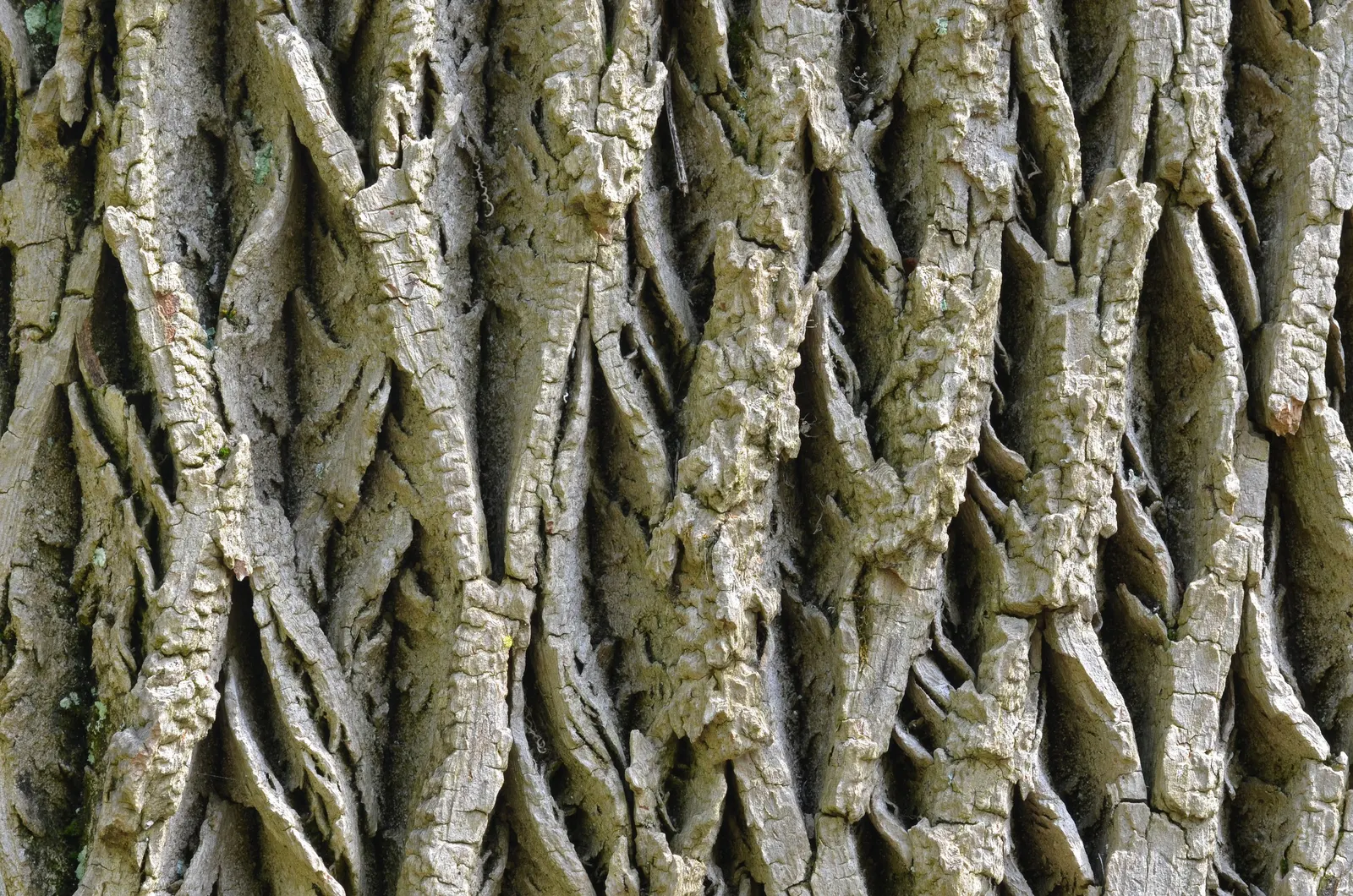 White Ash (Fraxinus Americana) — Each leaflet typically measures 3 to 4 inches long