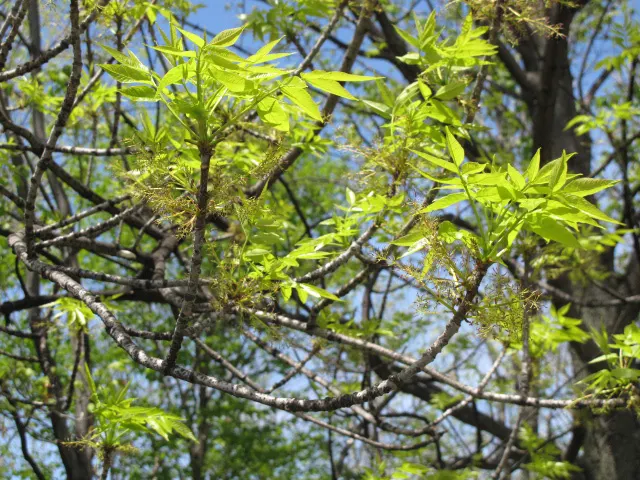 White Ash (Fraxinus Americana) — from well-drained acid or alkaline loams to clays; each leaflet typically measures 3 to 4 inches long