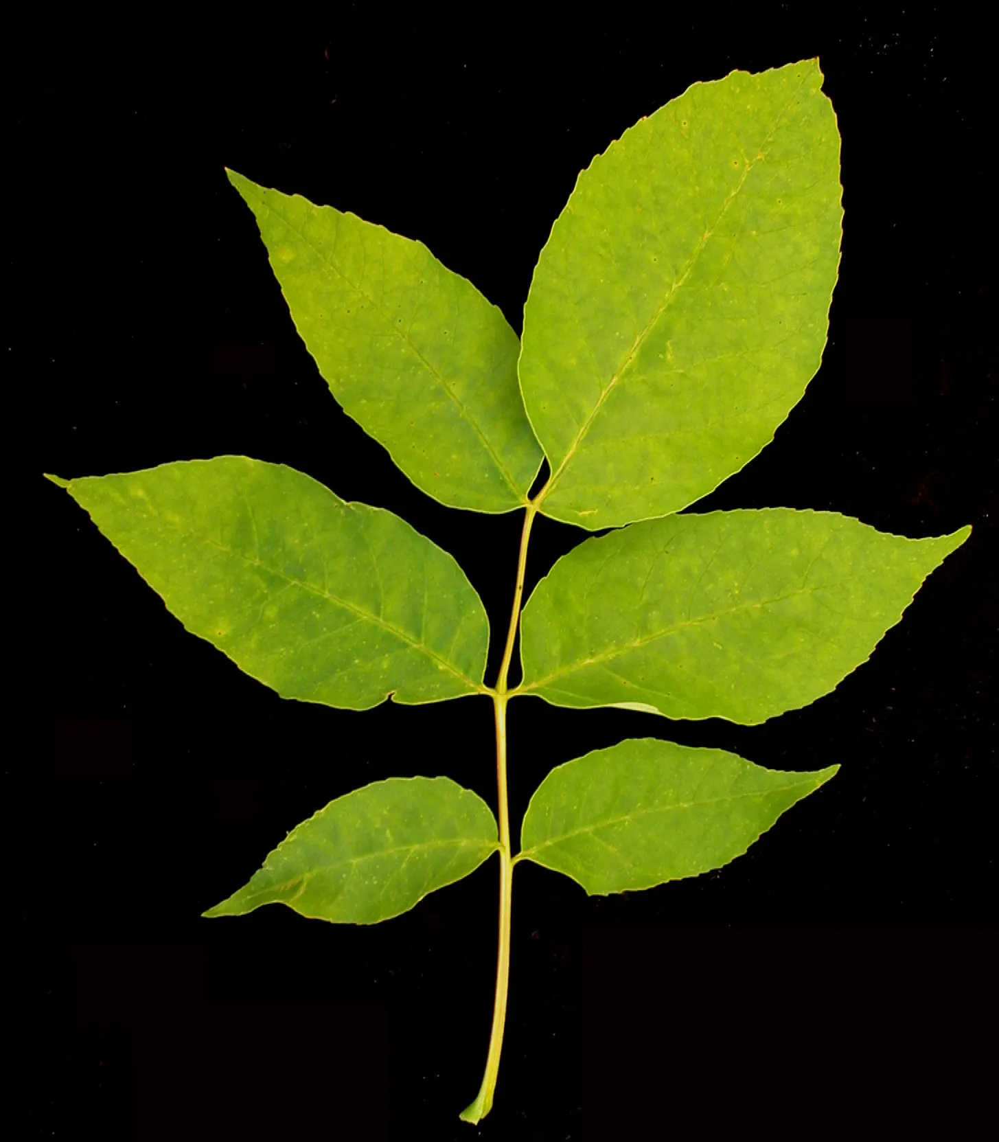 White Ash (Fraxinus Americana) — The tree's diameter generally spans 2 to 3 feet; white Ash is also valued for its strong wood, popular in furniture-making