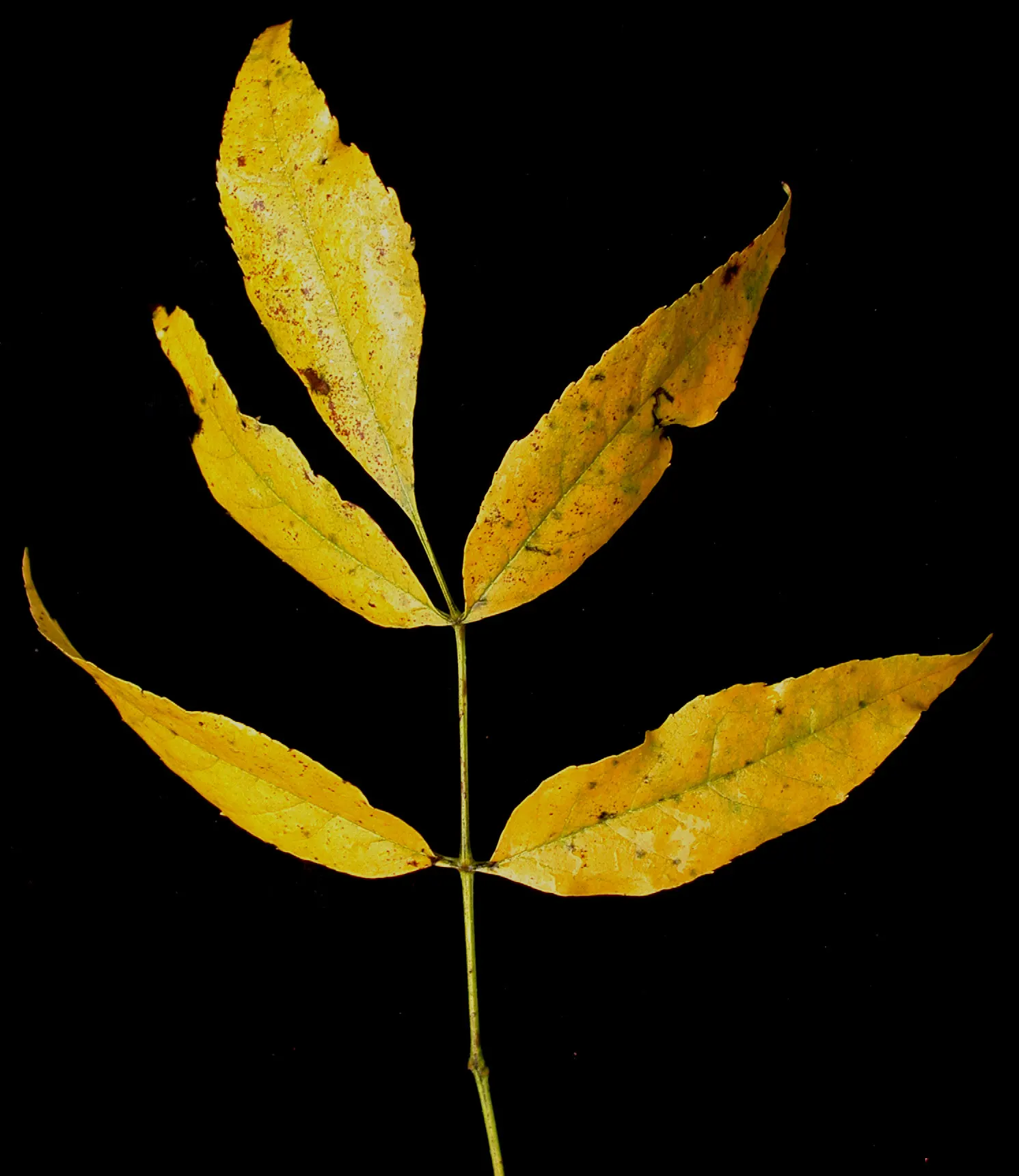 White Ash (Fraxinus Americana) — showcasing its adaptability