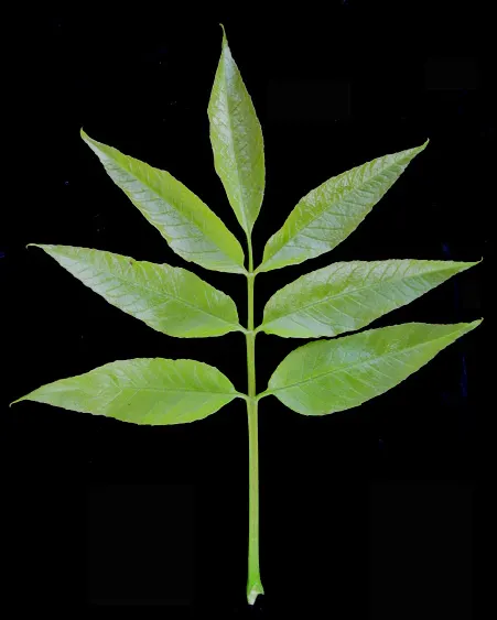White Ash (Fraxinus Americana) — the species is currently facing threats from the invasive emerald ash borer; necessitating informed management and preventive