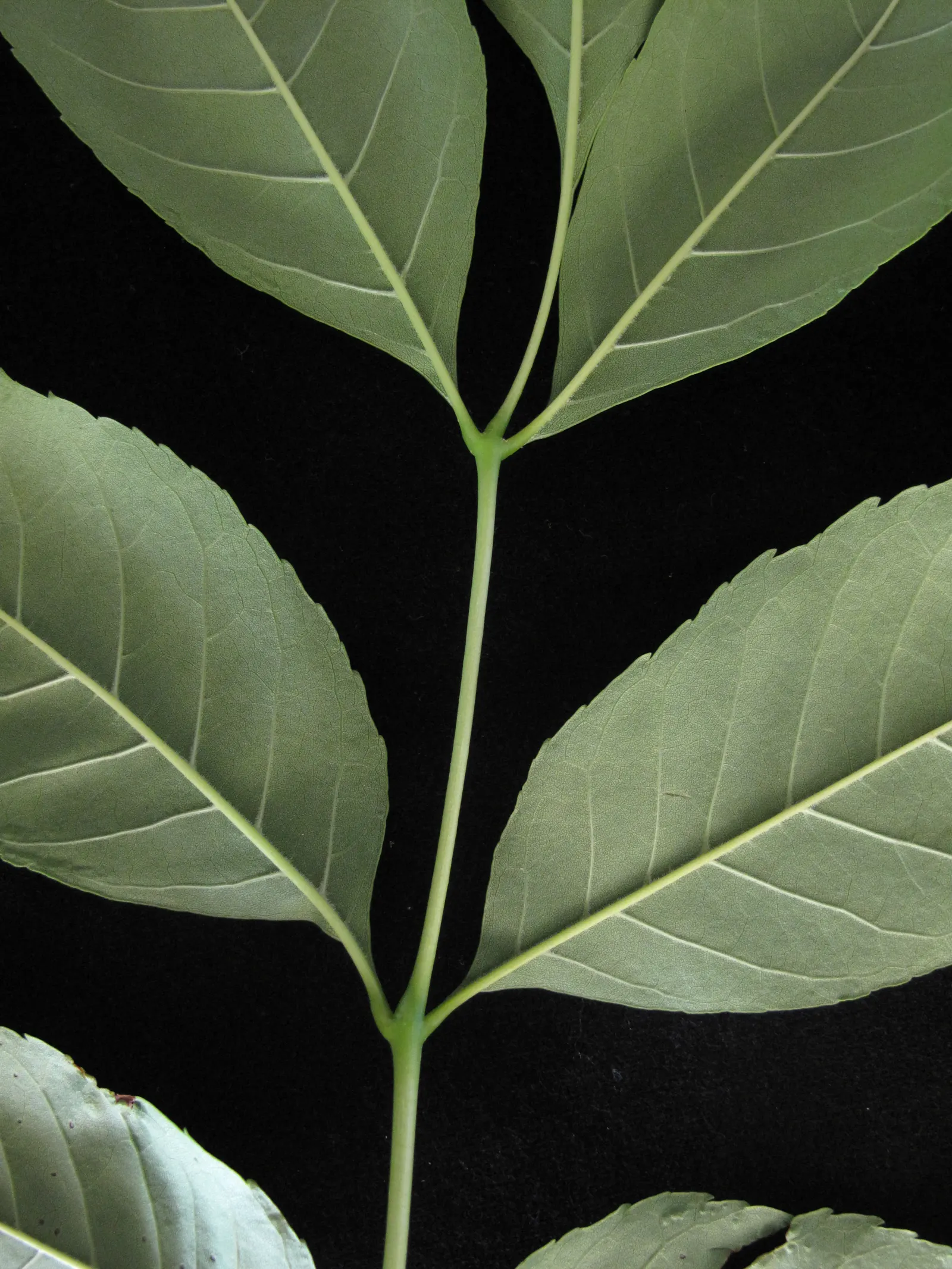 White Ash (Fraxinus Americana) — White Ash is also valued for its strong wood, popular in furniture-making