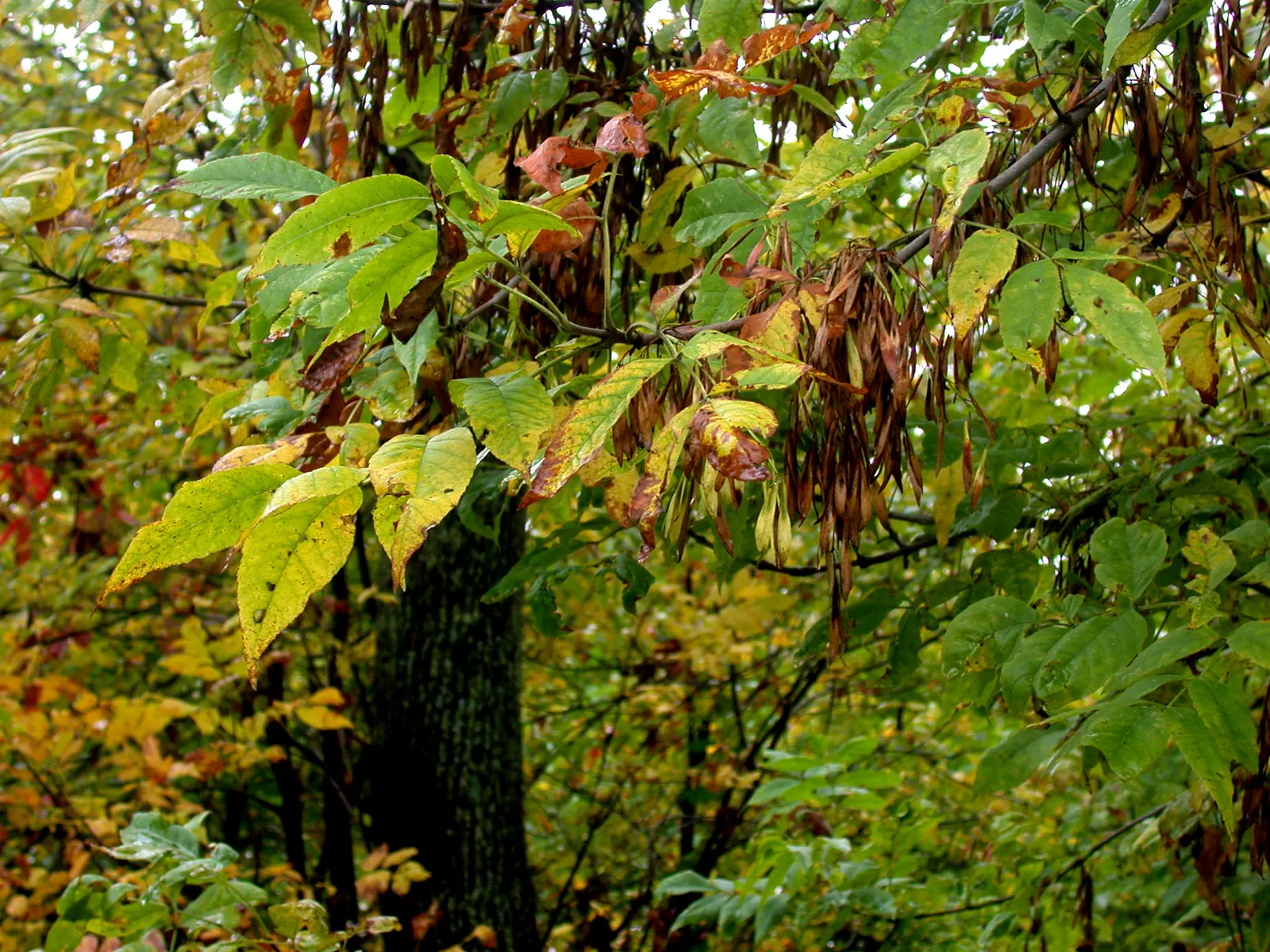 White Ash (Fraxinus Americana) — necessitating informed management and preventive treatment in affected regions; white Ash is also valued for its strong wood