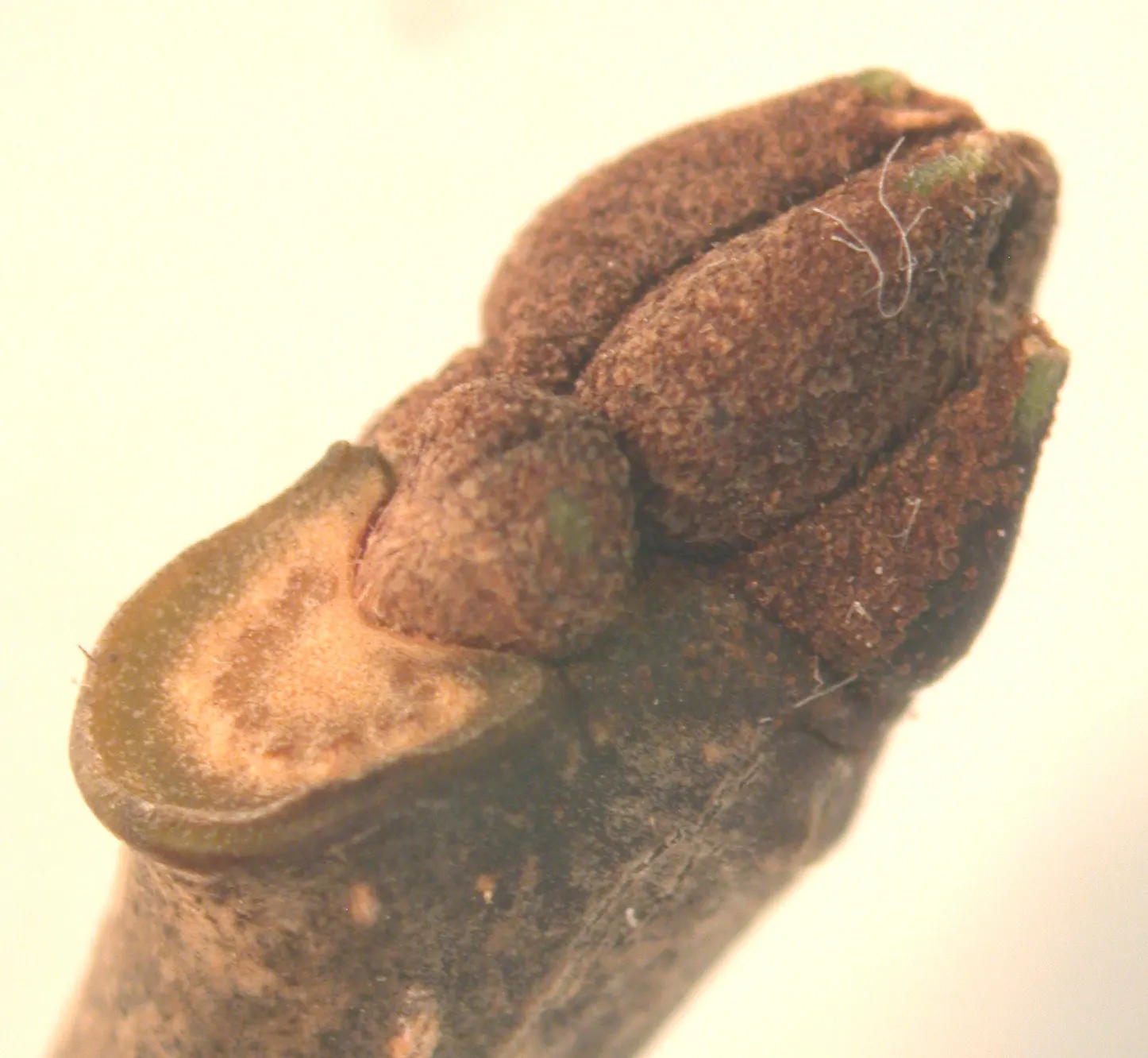 White Ash (Fraxinus Americana) — offering seasonal interest and robust structure