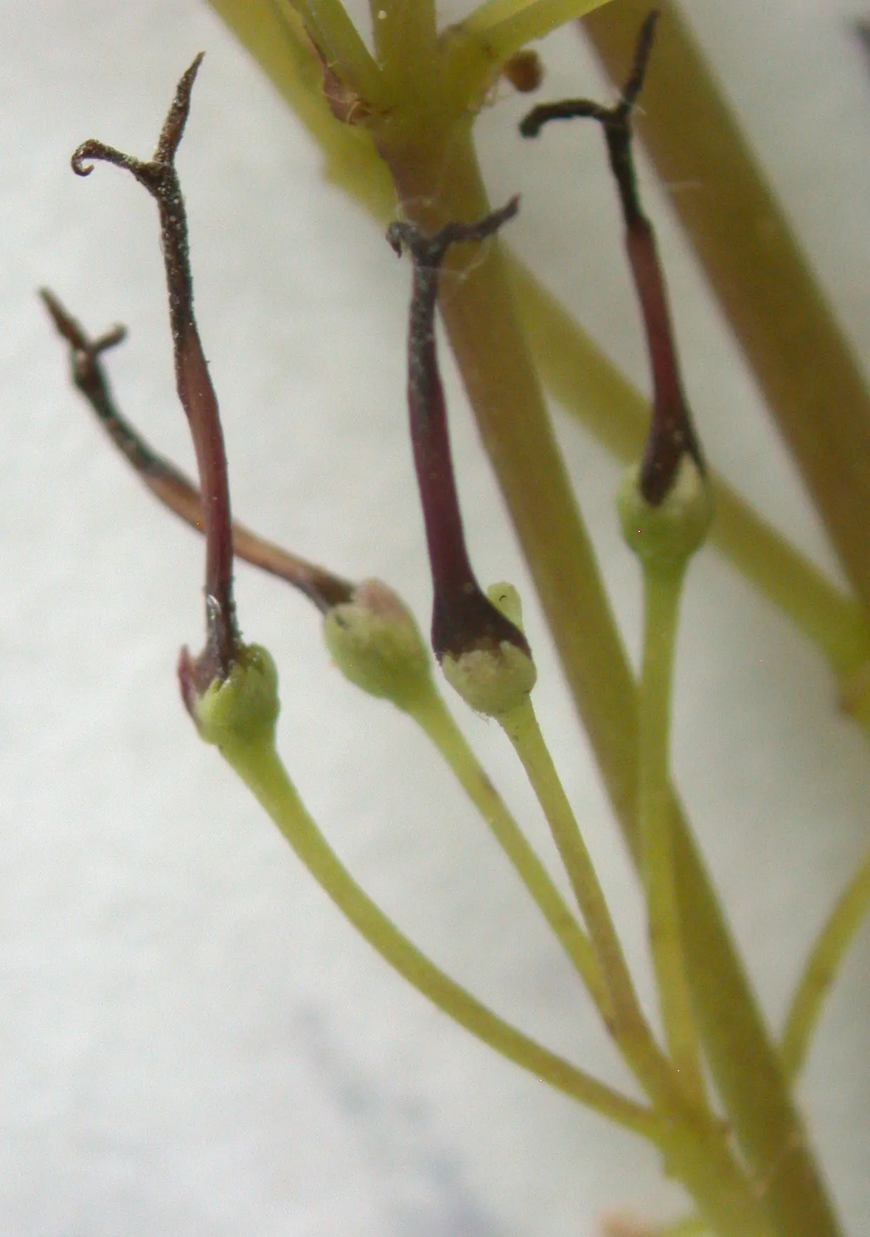 White Ash (Fraxinus Americana) — the species is currently facing threats from the invasive emerald ash borer