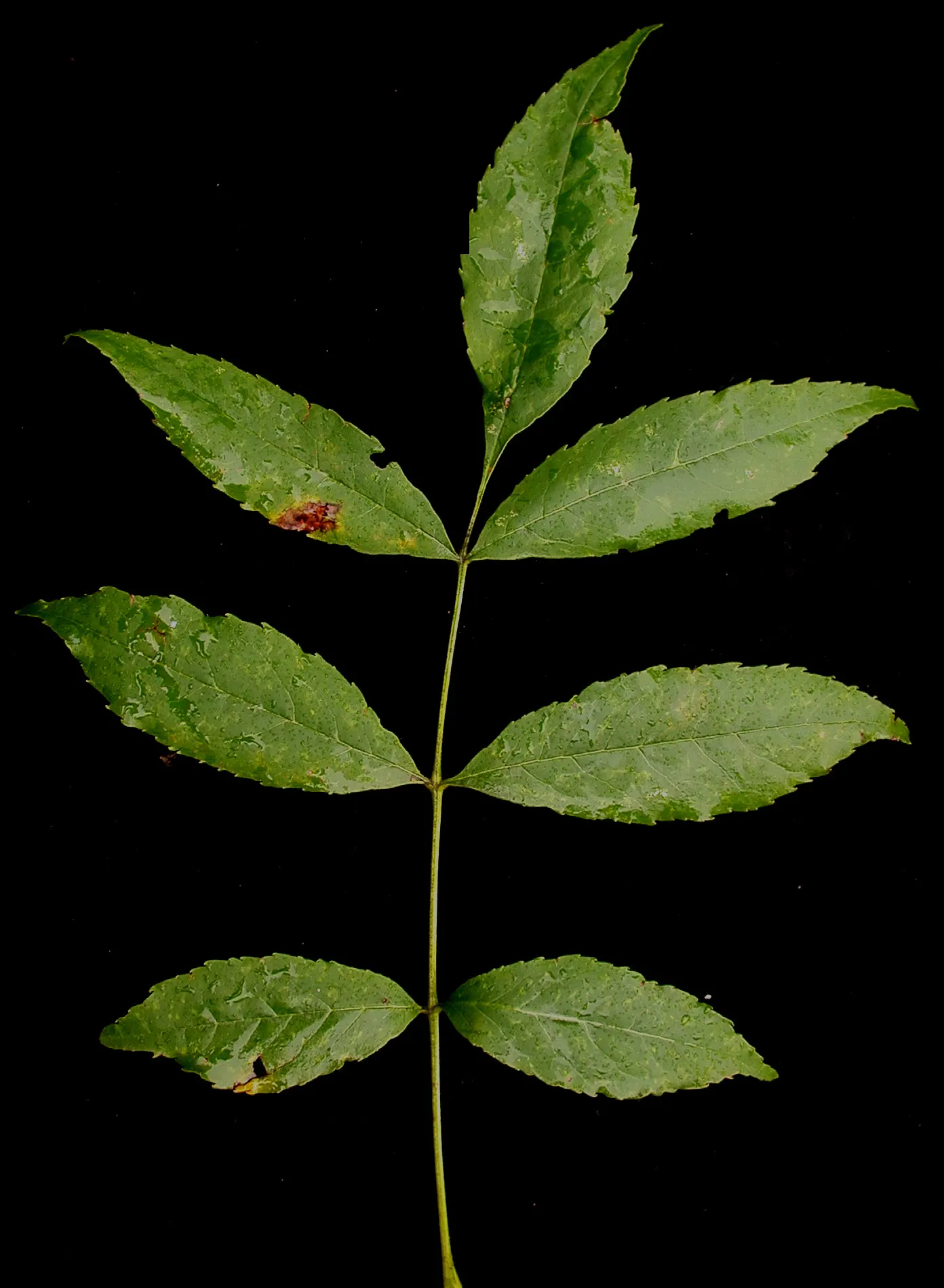 White Ash (Fraxinus Americana) — Each leaflet typically measures 3 to 4 inches long; it shows moderate drought tolerance.<br><br>When designing landscapes
