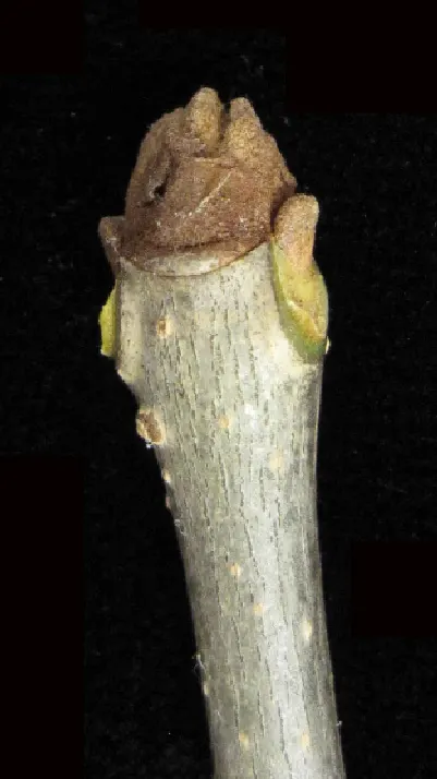 White Ash (Fraxinus Americana) — Mature specimens can reach towering heights of 60 to 80 feet with a canopy spread of 40 to 50 feet; necessitating informed
