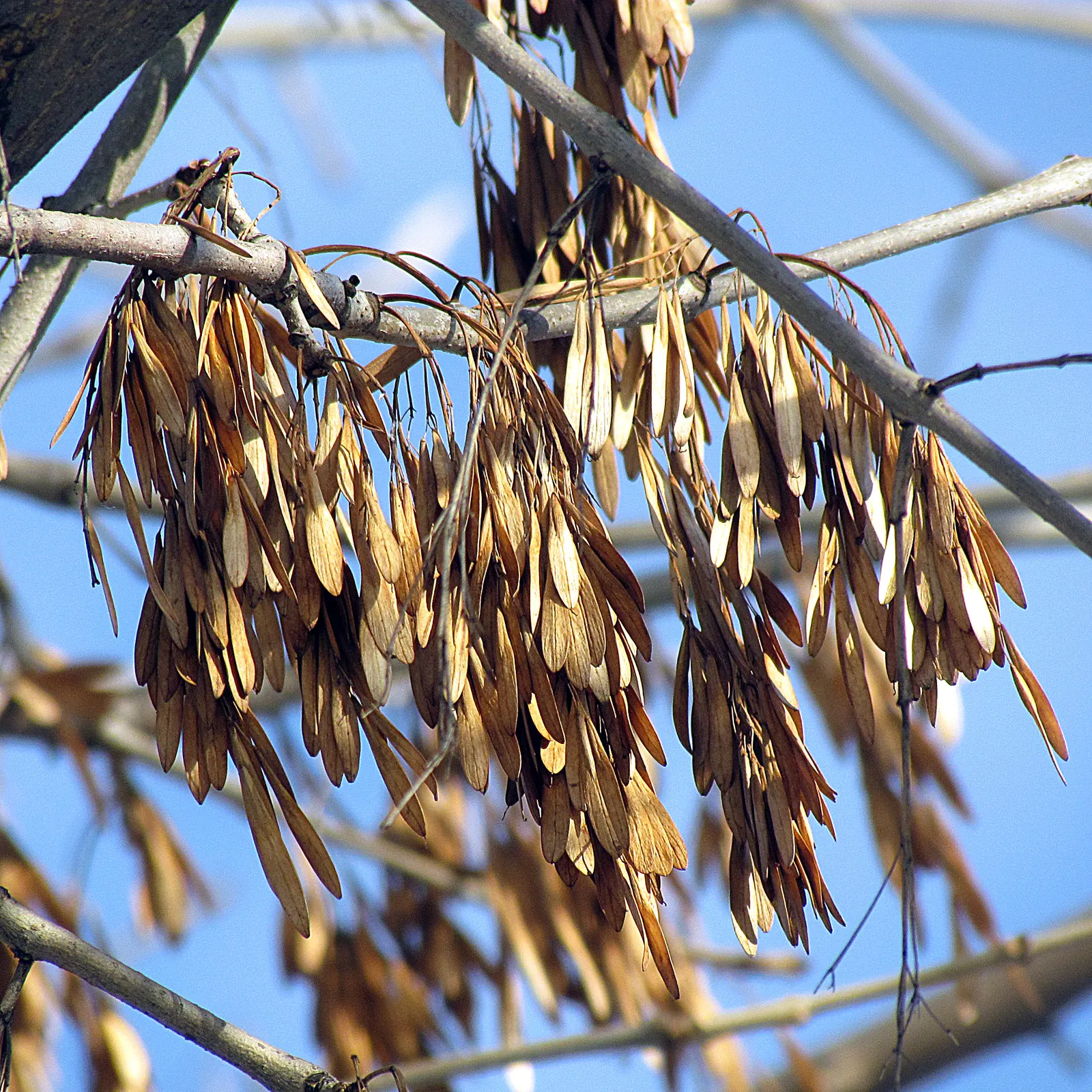 White Ash (Fraxinus Americana) — adequate irrigation is vital to support its development but once established