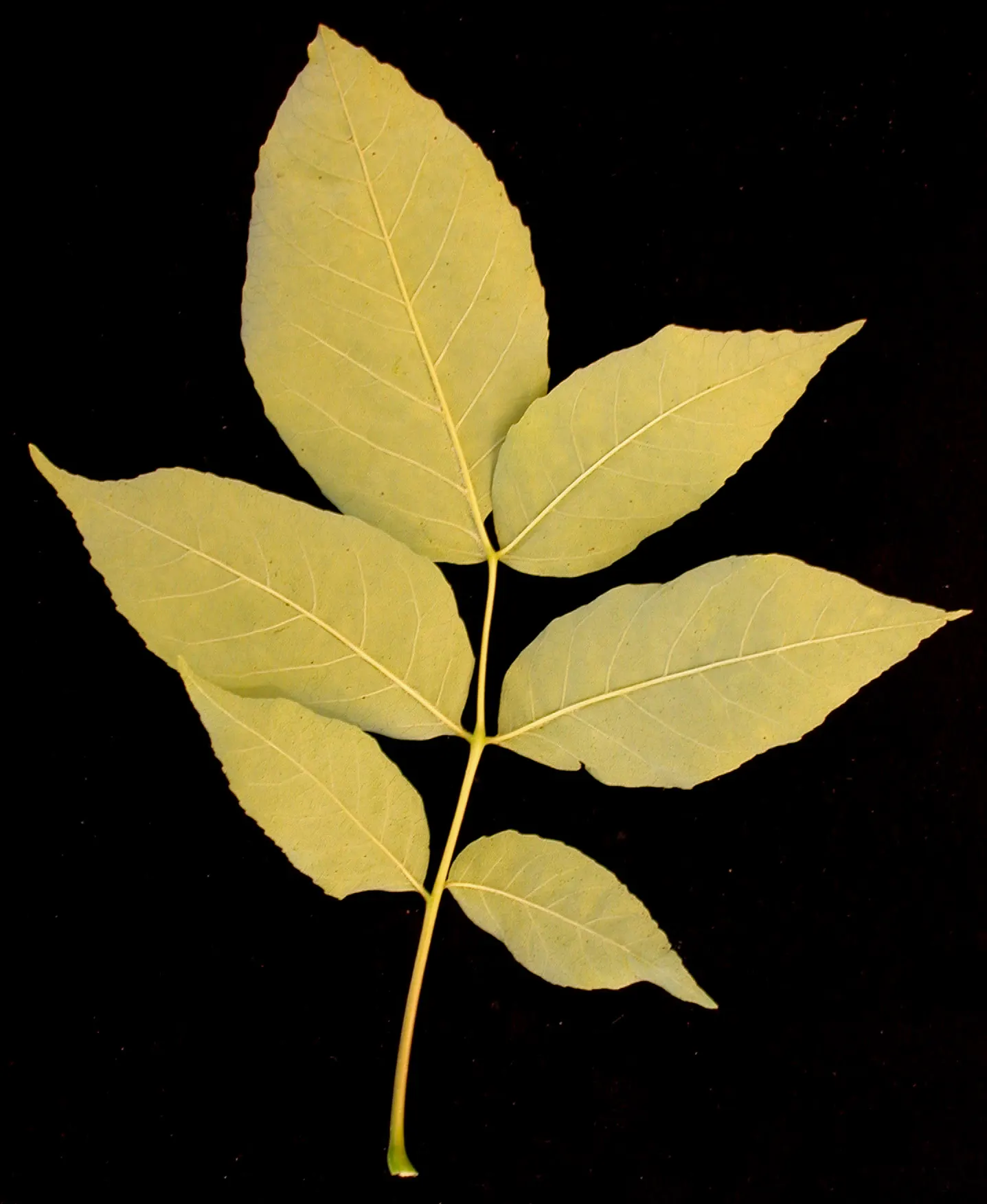 White Ash (Fraxinus Americana) — from well-drained acid or alkaline loams to clays
