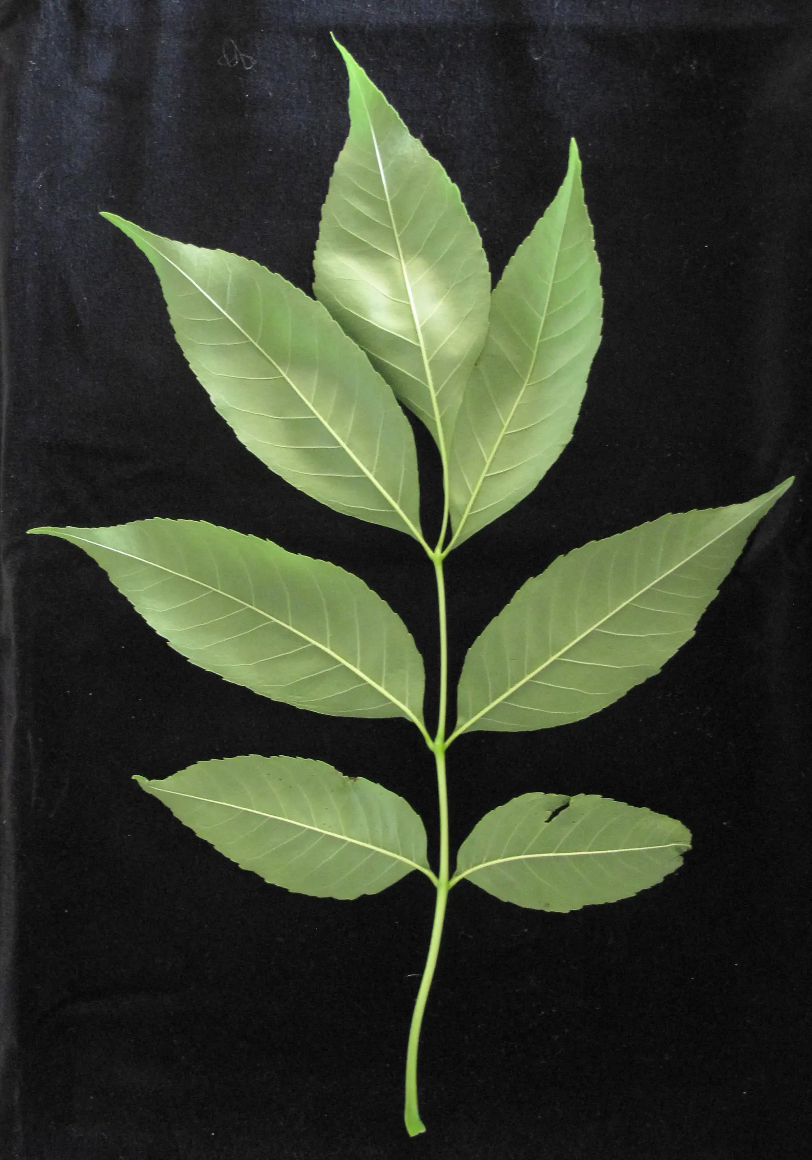 White Ash (Fraxinus Americana) — During its growing period; necessitating informed management and preventive treatment in affected regions