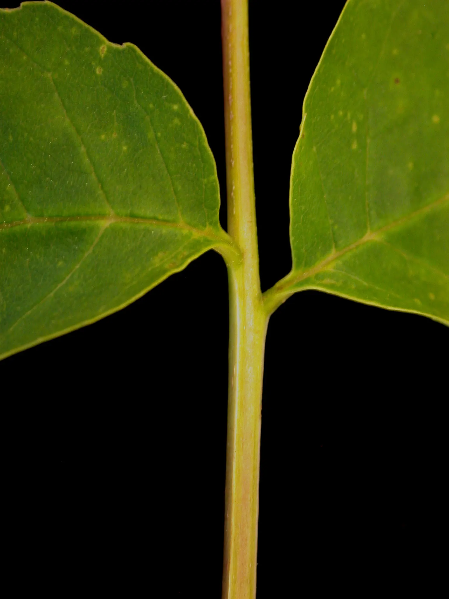 White Ash (Fraxinus Americana) — necessitating informed management and preventive treatment in affected regions