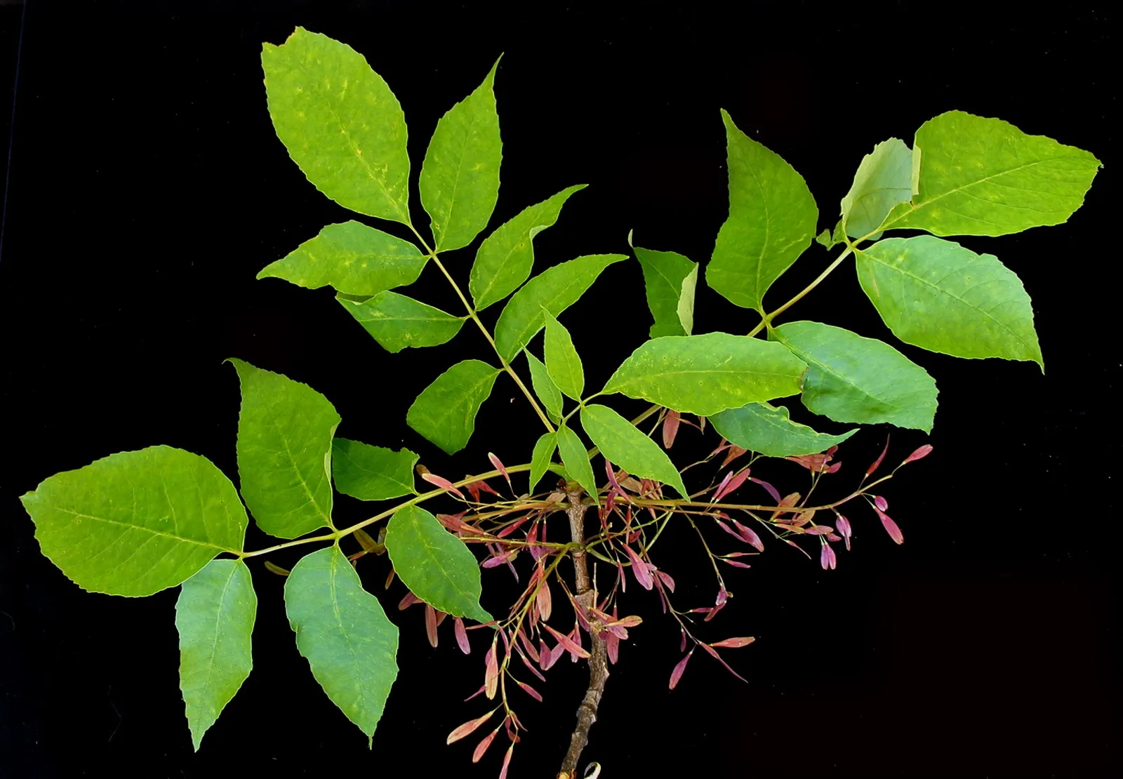 White Ash (Fraxinus Americana) — it shows moderate drought tolerance.<br><br>When designing landscapes; each leaflet typically measures 3 to 4 inches long