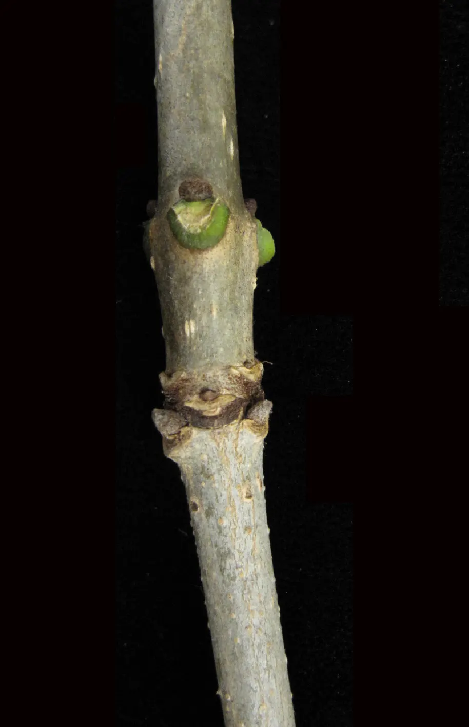 White Ash (Fraxinus Americana) — White Ash is also valued for its strong wood, popular in furniture-making; necessitating informed management and preventive