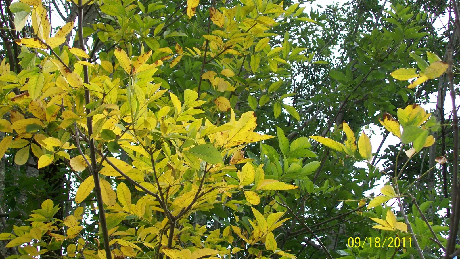 White Ash (Fraxinus Americana) — The White Ash is a splendid choice for larger gardens