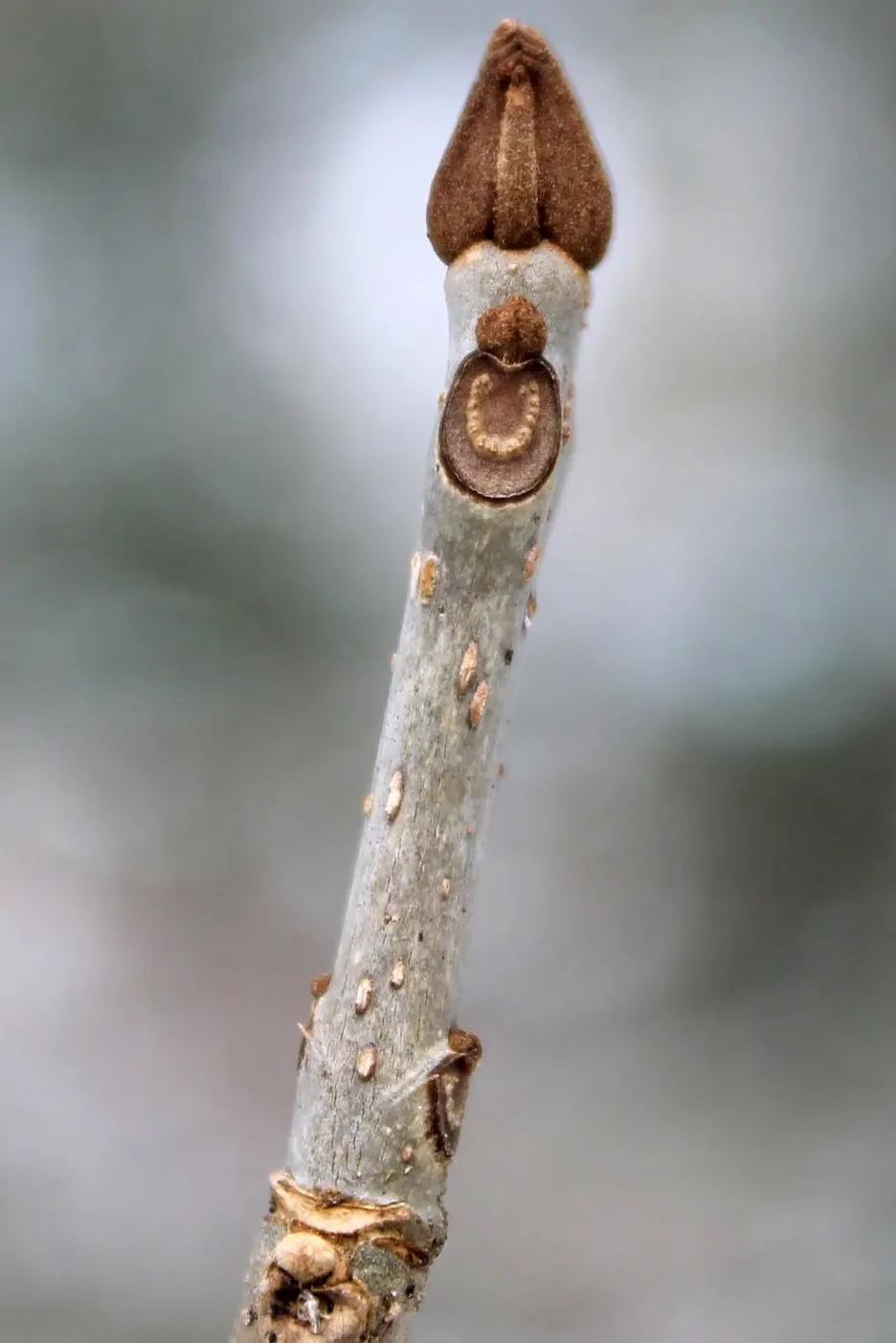 White Ash (Fraxinus Americana) — tree with purple blooms