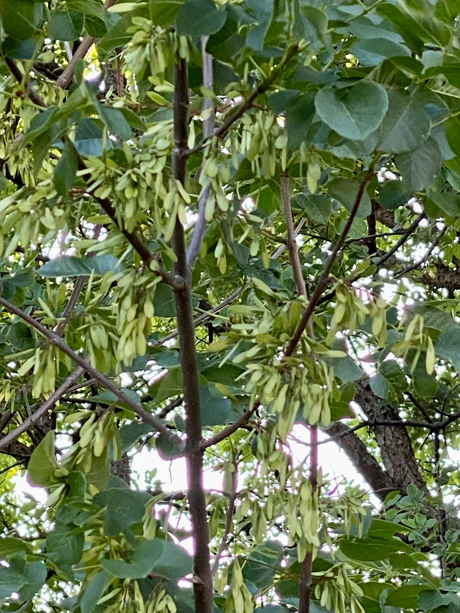 White Ash (Fraxinus Americana) — This hardy specimen prefers well-drained soil and full sun