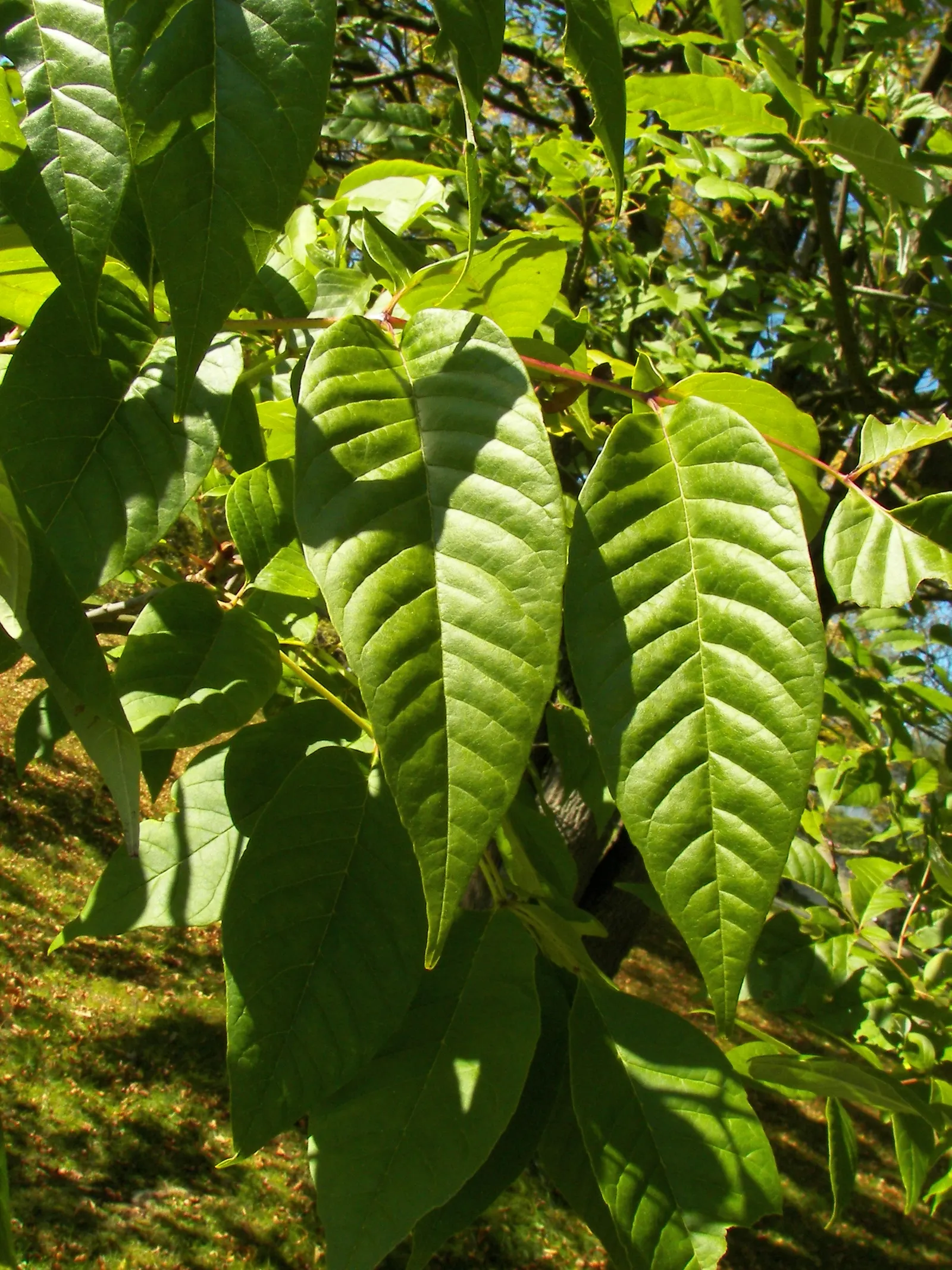 White Ash (Fraxinus Americana) — scientifically referred to as Fraxinus americana