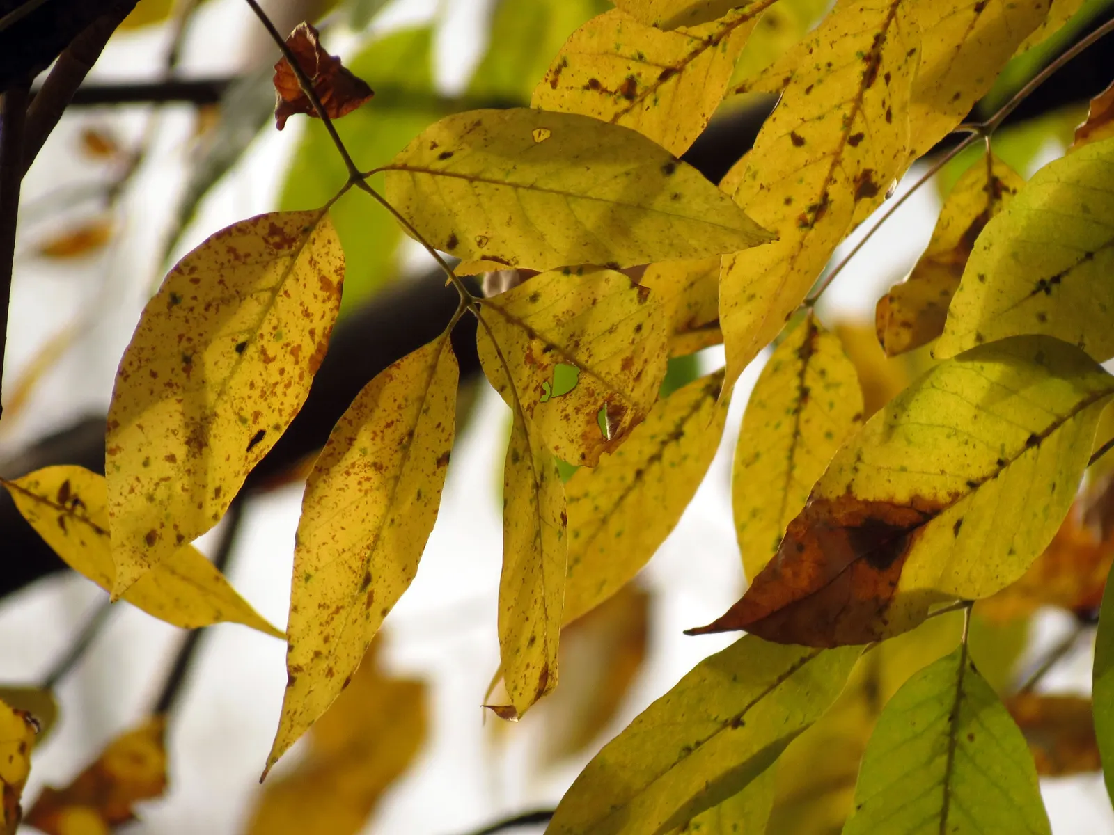 White Ash (Fraxinus Americana) — which stretch 8 to 12 inches in length and consist of 5 to 9 leaflets; each leaflet typically measures 3 to 4 inches long