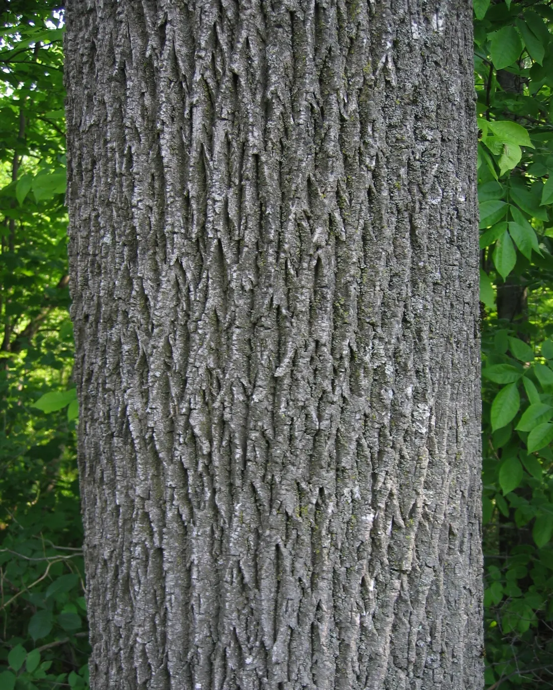 White Ash (Fraxinus Americana) — bear in mind its potential size and ensure ample space for growth; it shows moderate drought tolerance.<br><br>When designing