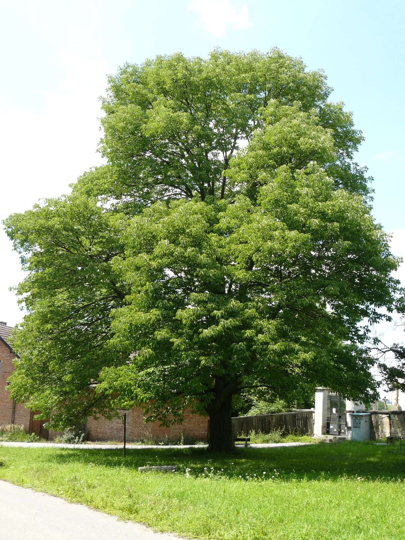 White Ash (Fraxinus Americana) — showcasing its adaptability; it shows moderate drought tolerance.<br><br>When designing landscapes