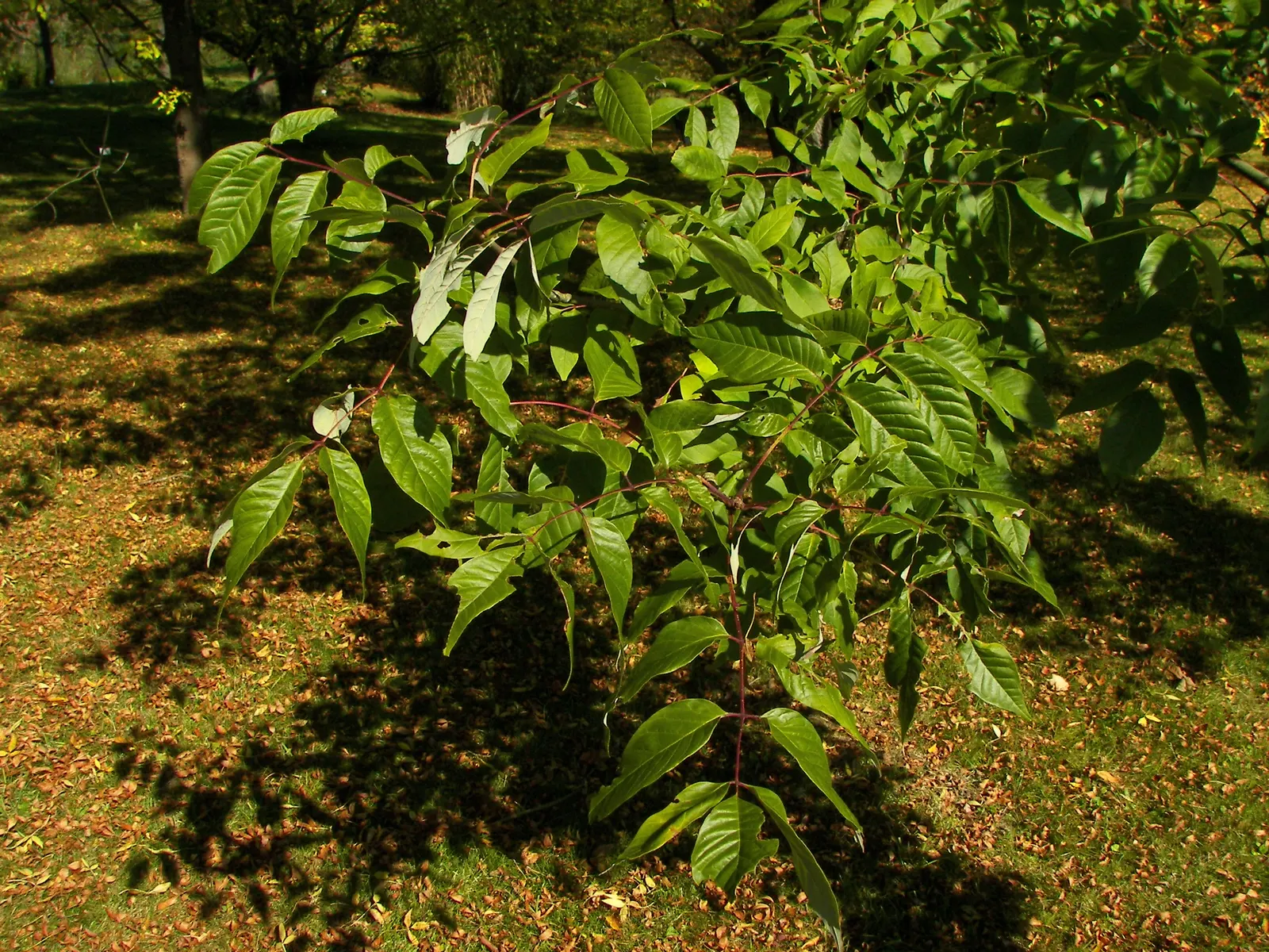 White Ash (Fraxinus Americana) — It features compound leaves, with notable fall colors ranging from purple to yellow; each leaflet typically measures 3 to 4