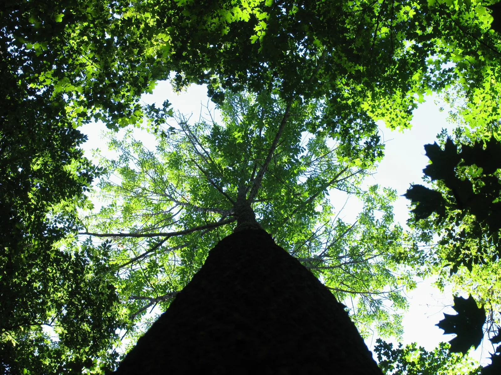 White Ash (Fraxinus Americana) — is a majestic deciduous tree that renders a stately presence in any landscape; it shows moderate drought