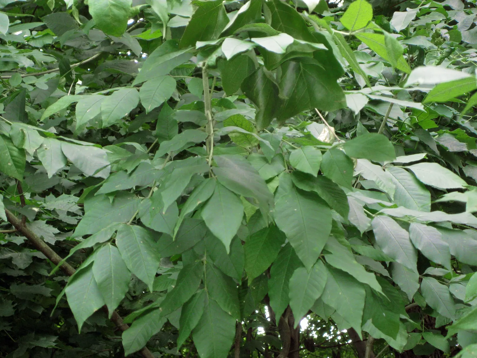 White Ash (Fraxinus Americana) — During its growing period