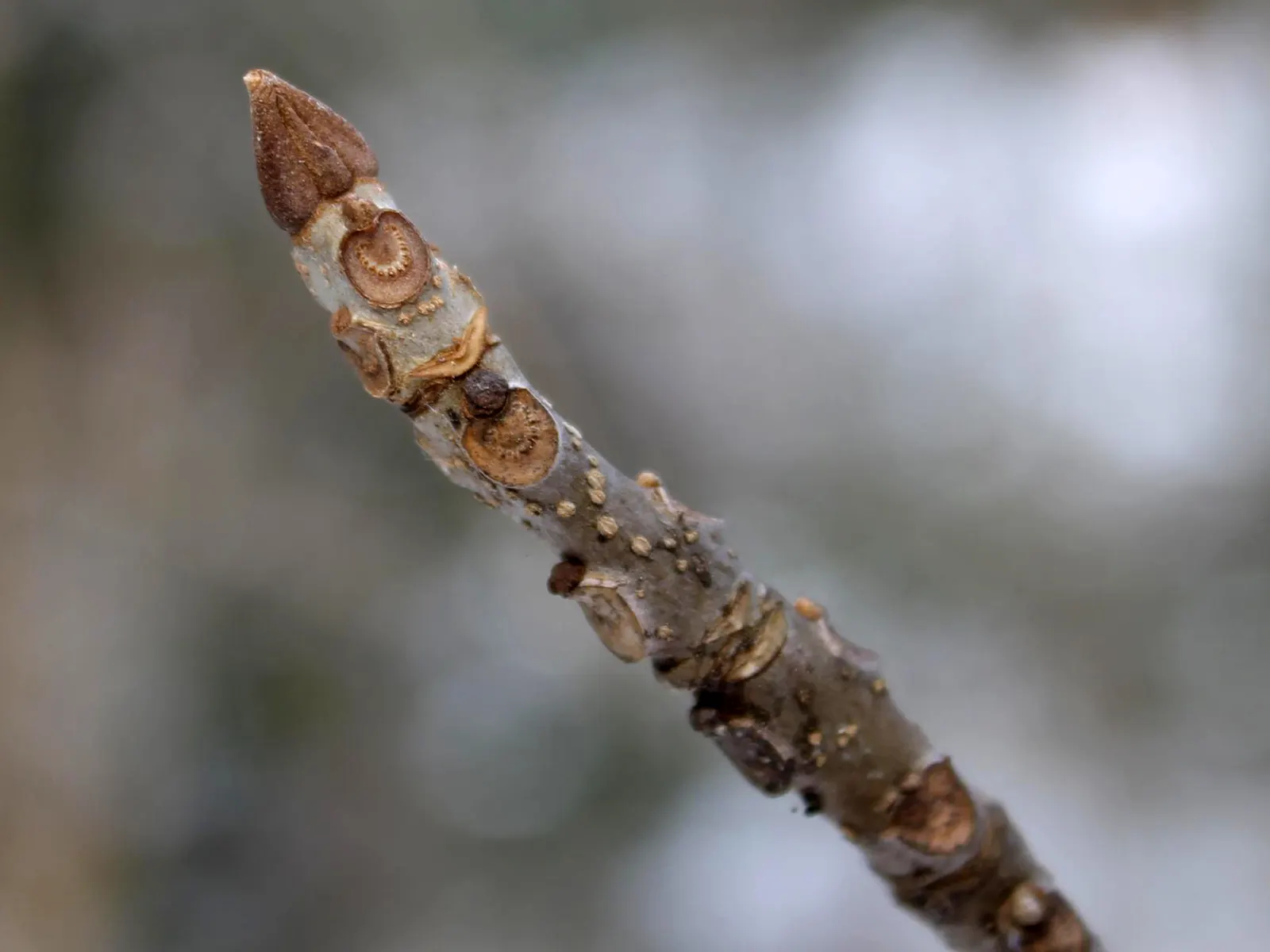 White Ash (Fraxinus Americana) — tree for full; necessitating informed management and preventive treatment in affected regions