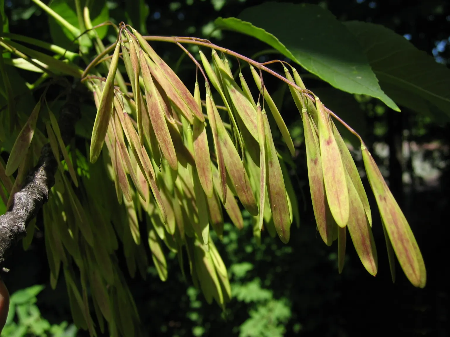 White Ash (Fraxinus Americana) — purple flowers in the garden; each leaflet typically measures 3 to 4 inches long