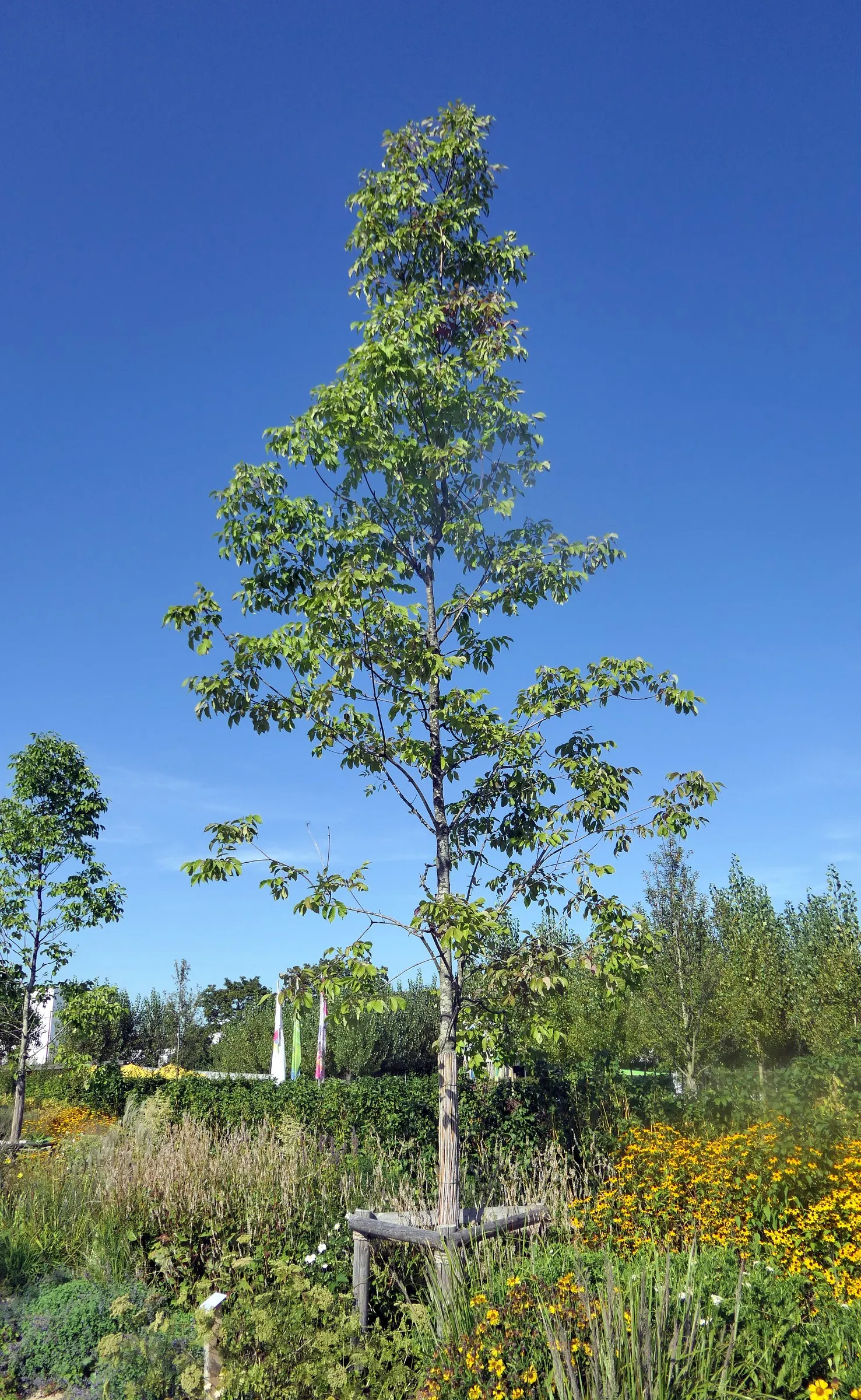White Ash (Fraxinus Americana) — bear in mind its potential size and ensure ample space for growth