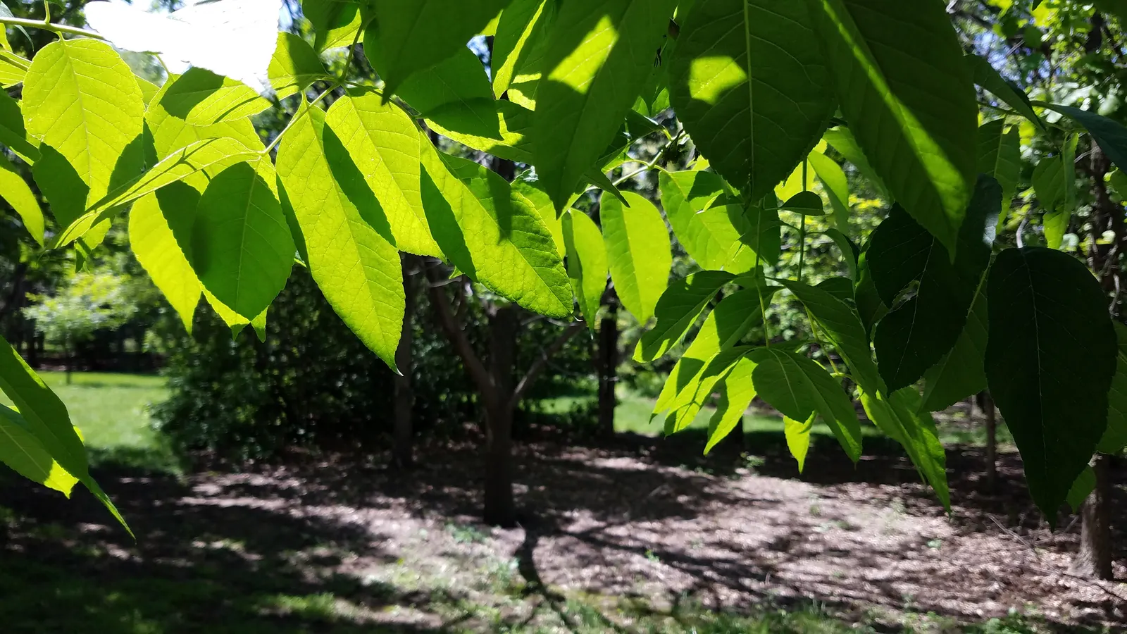 White Ash (Fraxinus Americana) — both above and below ground for root expansion; necessitating informed management and preventive treatment in affected regions