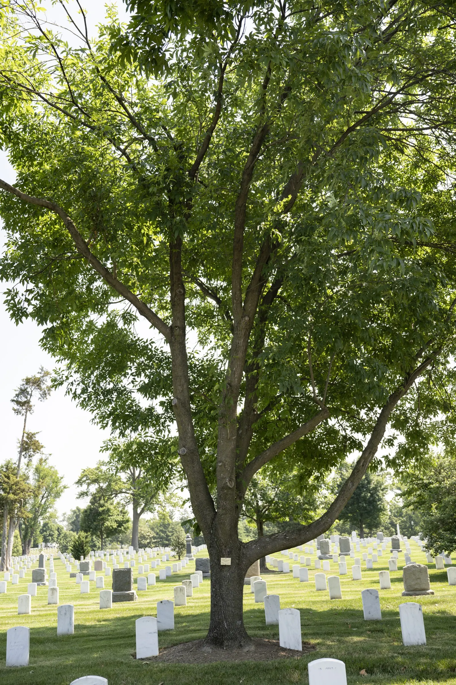 White Ash (Fraxinus Americana) — This hardy specimen prefers well-drained soil and full sun; it shows moderate drought tolerance.<br><br>When designing