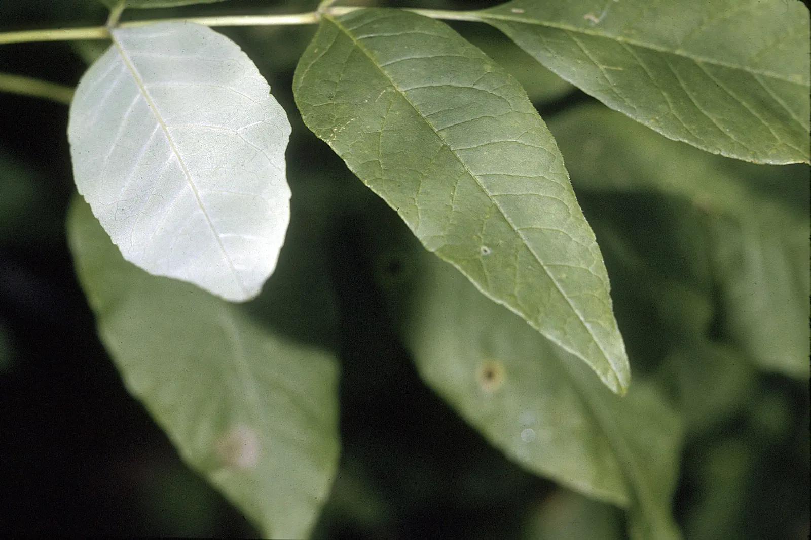 White Ash (Fraxinus Americana) — purple flowers in the garden