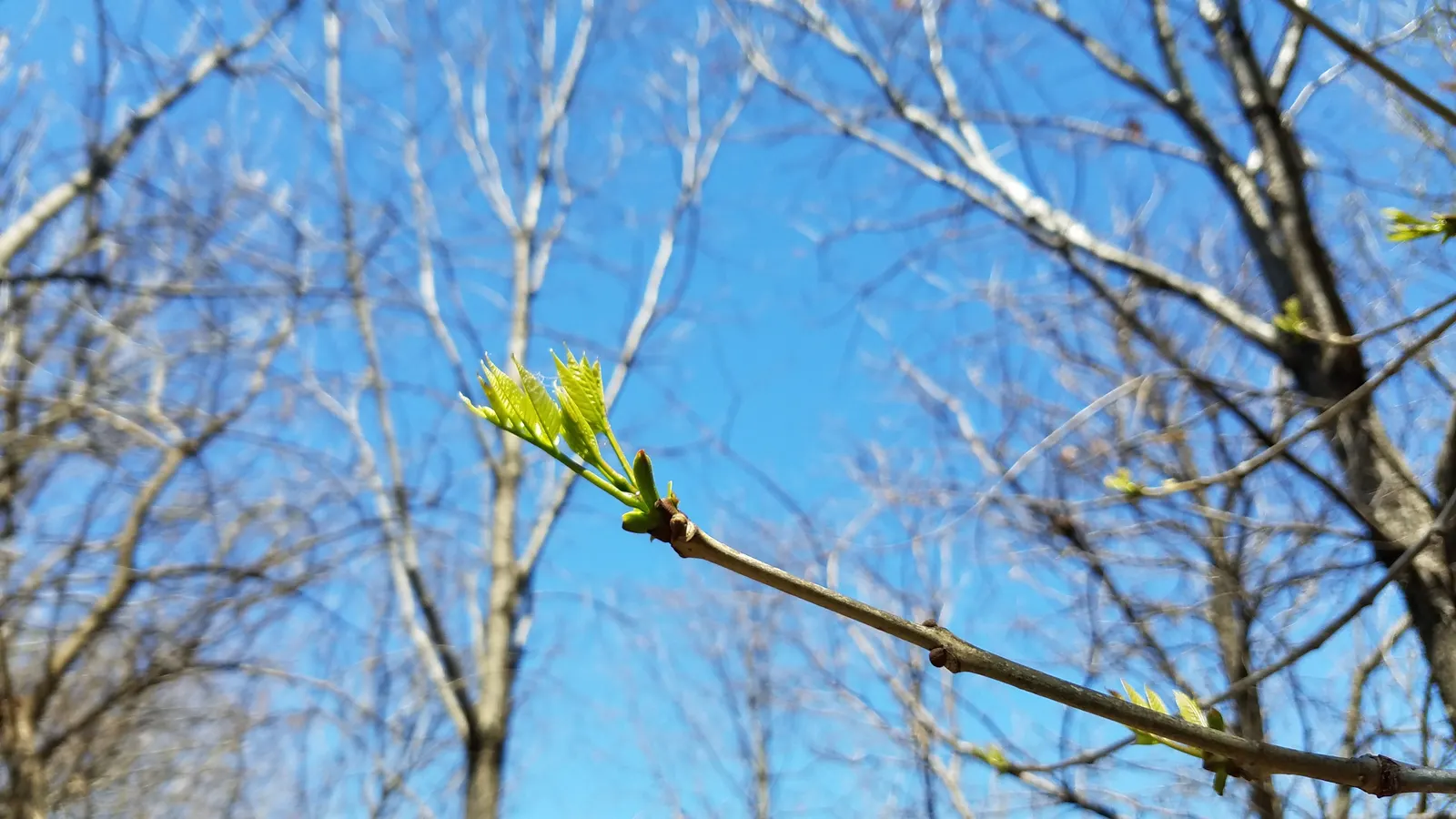 White Ash (Fraxinus Americana) — tree with purple blooms; it shows moderate drought tolerance.<br><br>When designing landscapes